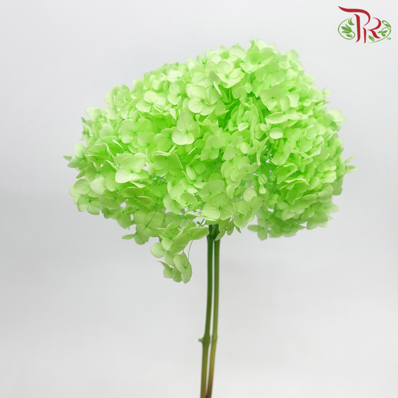 Preserved Hydrangea - Neon Green (Per Stem) - Pudu Ria Florist