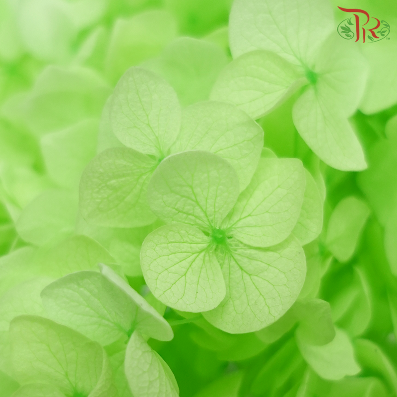 Preserved Hydrangea - Neon Green (Per Stem) - Pudu Ria Florist