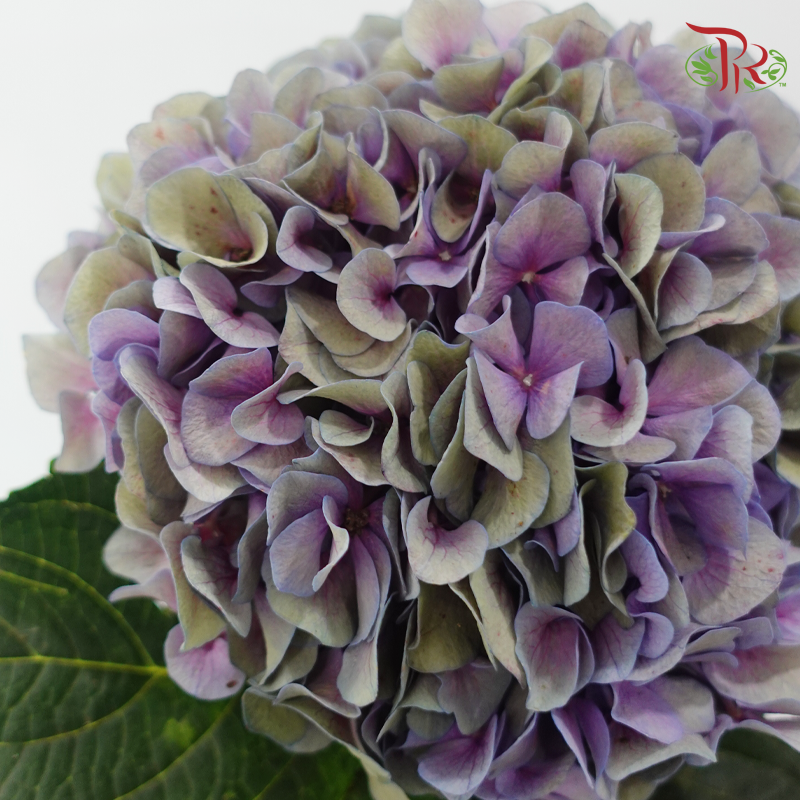 Hydrangea 《绣球花》- Capitulum Measurement 16-18cm