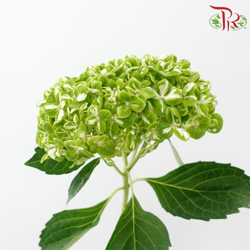 Hydrangea《绣球花》