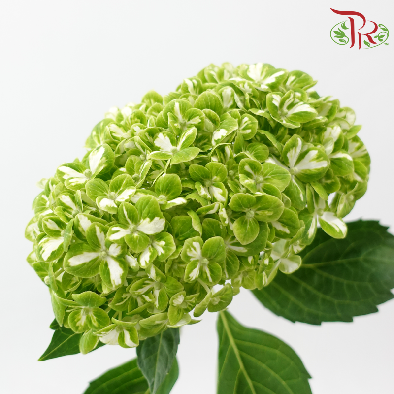 Hydrangea《绣球花》