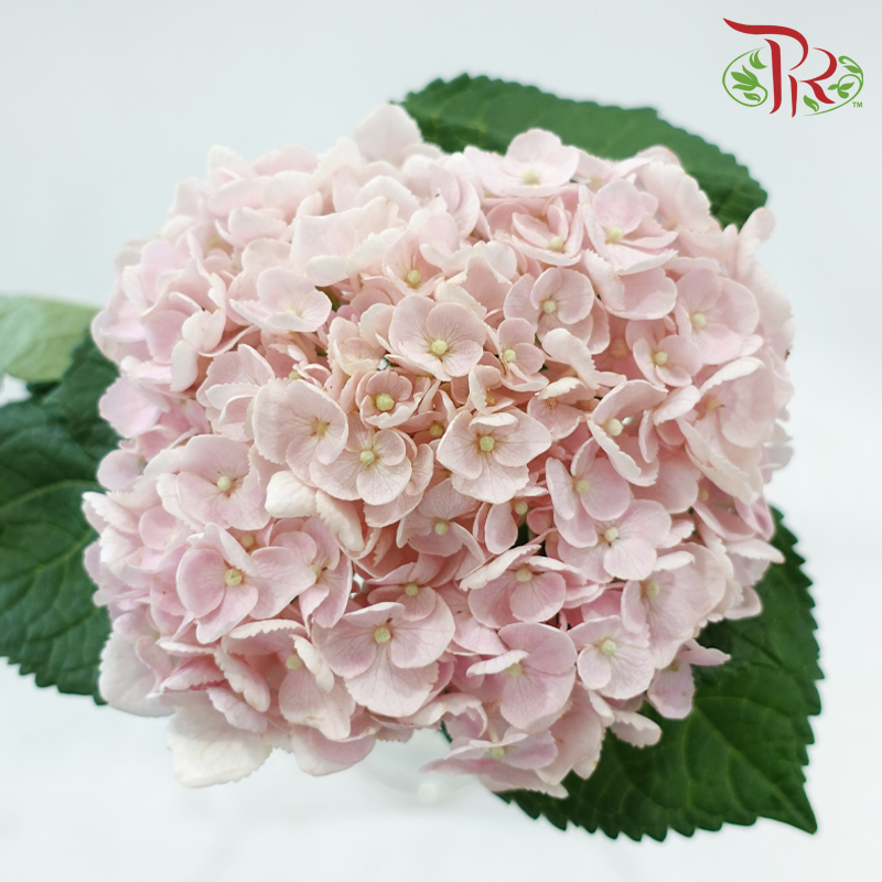 Hydrangea 《绣球花》
