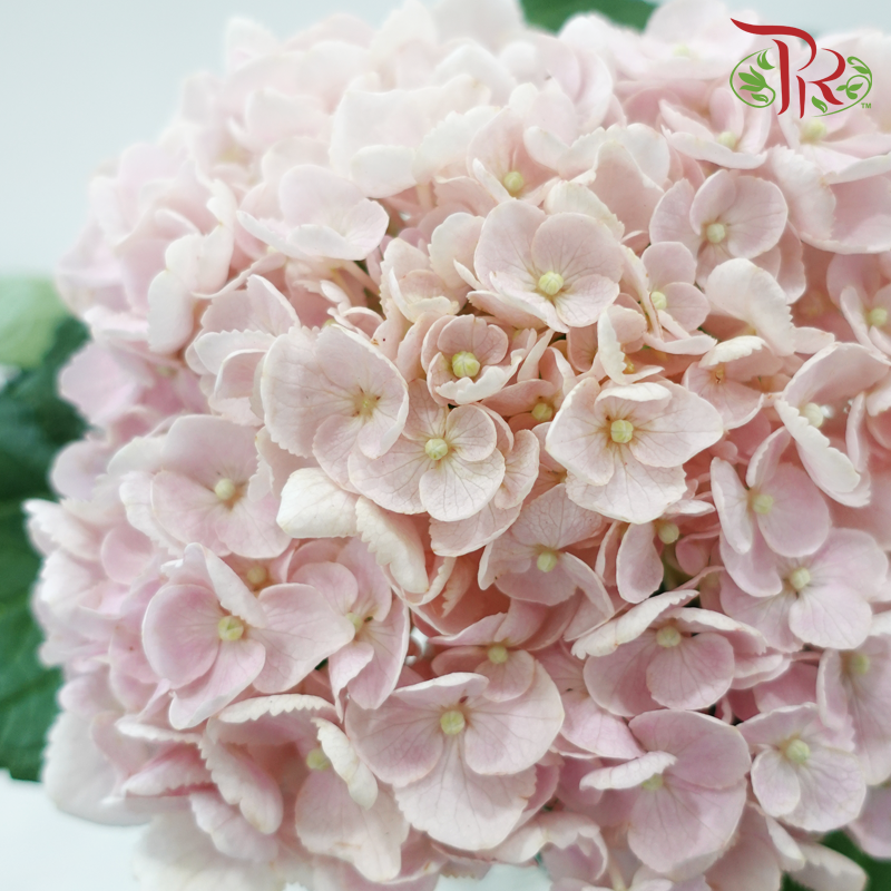 Hydrangea 《绣球花》
