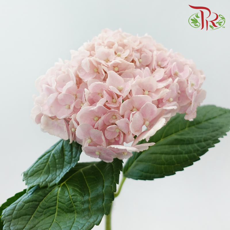 Hydrangea 《绣球花》