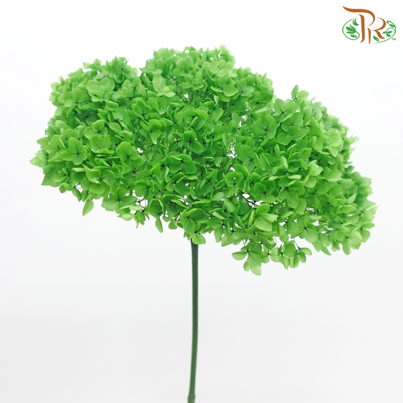 Preserved Hydrangea - Green (Per Stem) - Pudu Ria Florist