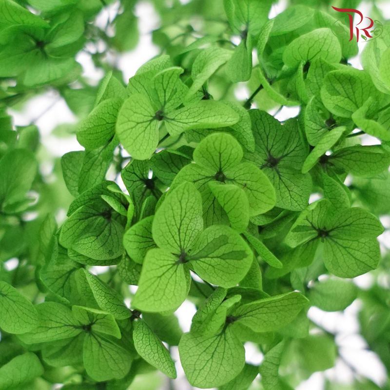 Preserved Hydrangea - Green (Per Stem) - Pudu Ria Florist