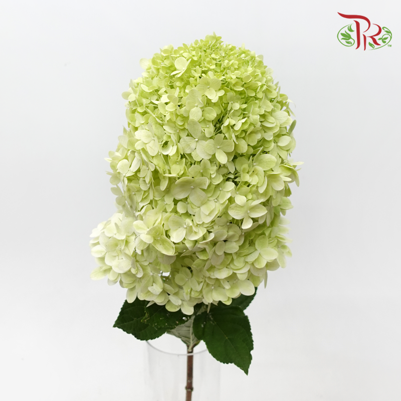 Hydrangea 《绣球花》