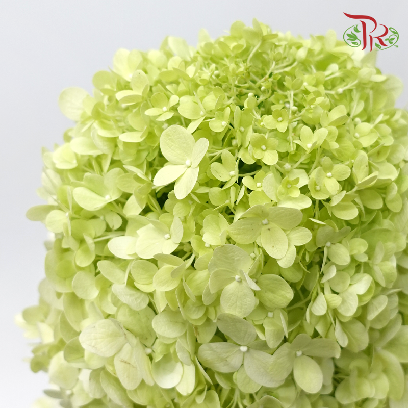 Hydrangea 《绣球花》