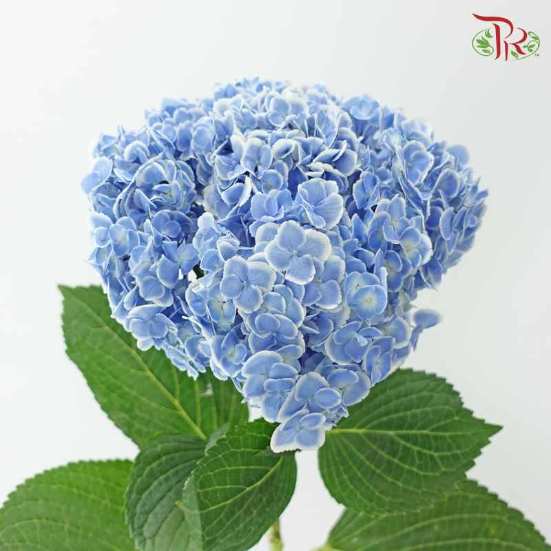 Hydrangea 《绣球花》