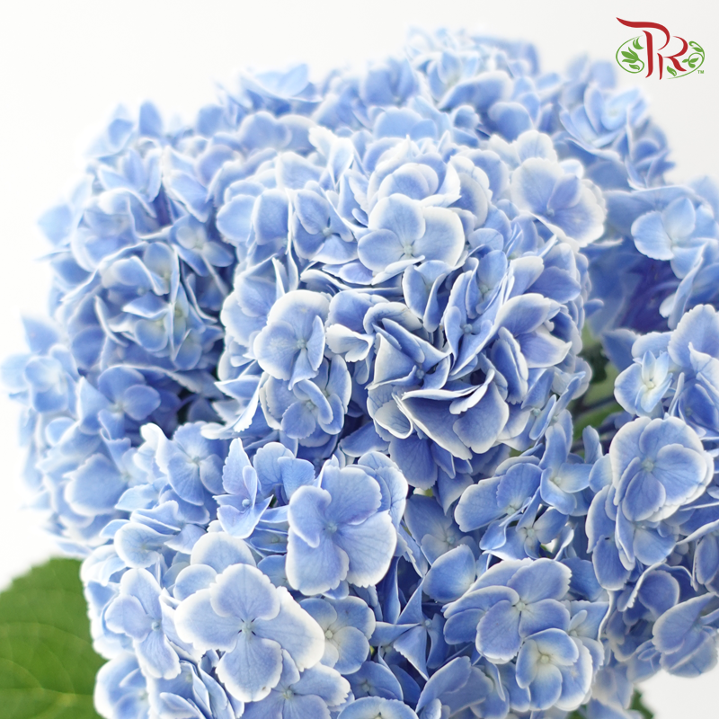 Hydrangea 《绣球花》