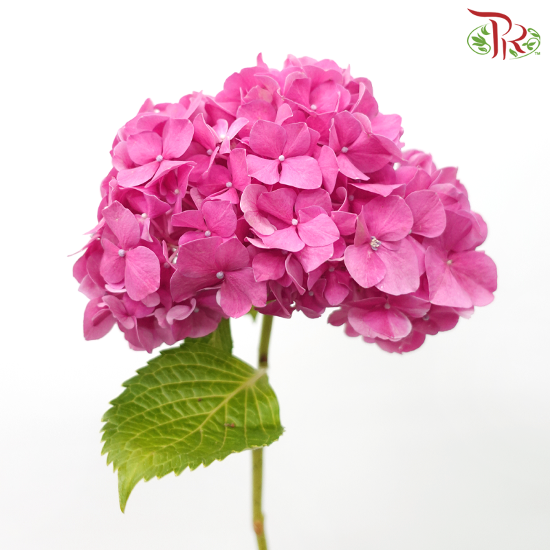 Hydrangea《绣球花》