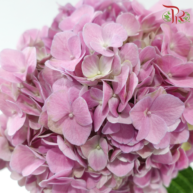 Hydrangea 《绣球花》