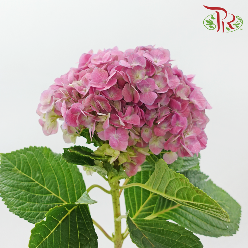 Hydrangea 《绣球花》- Capitulum Measurement 14-16cm