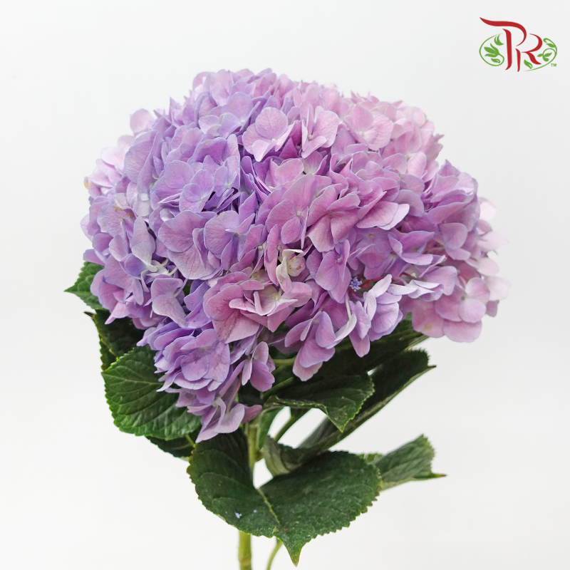 Hydrangea 《绣球花》