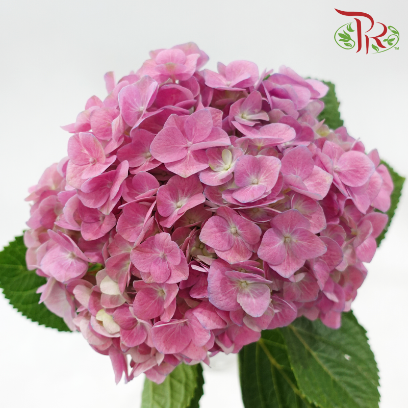 Hydrangea 《绣球花》- Capitulum Measurement 14-16cm