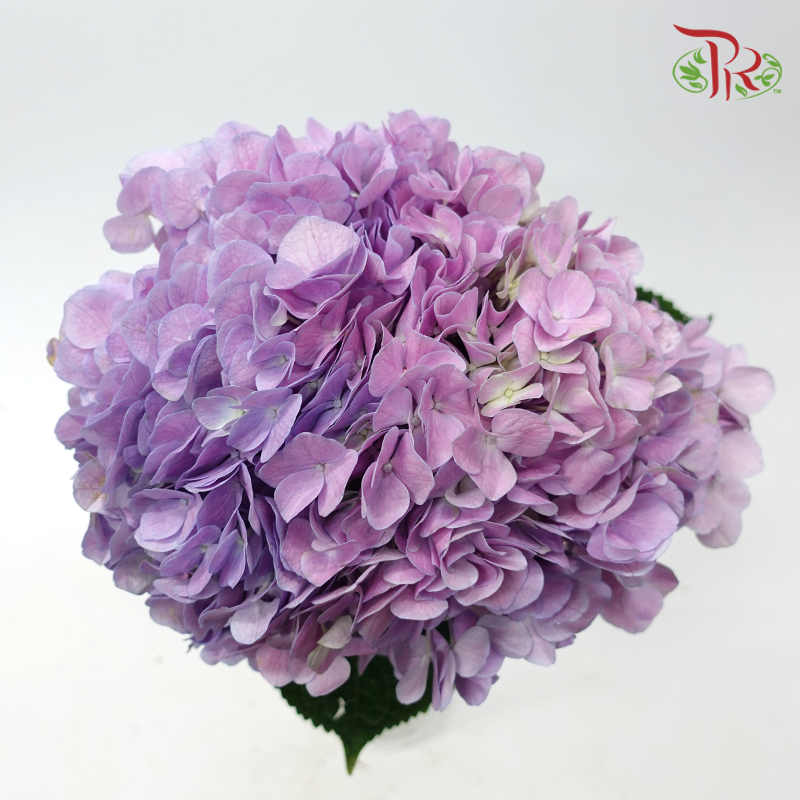 Hydrangea 《绣球花》