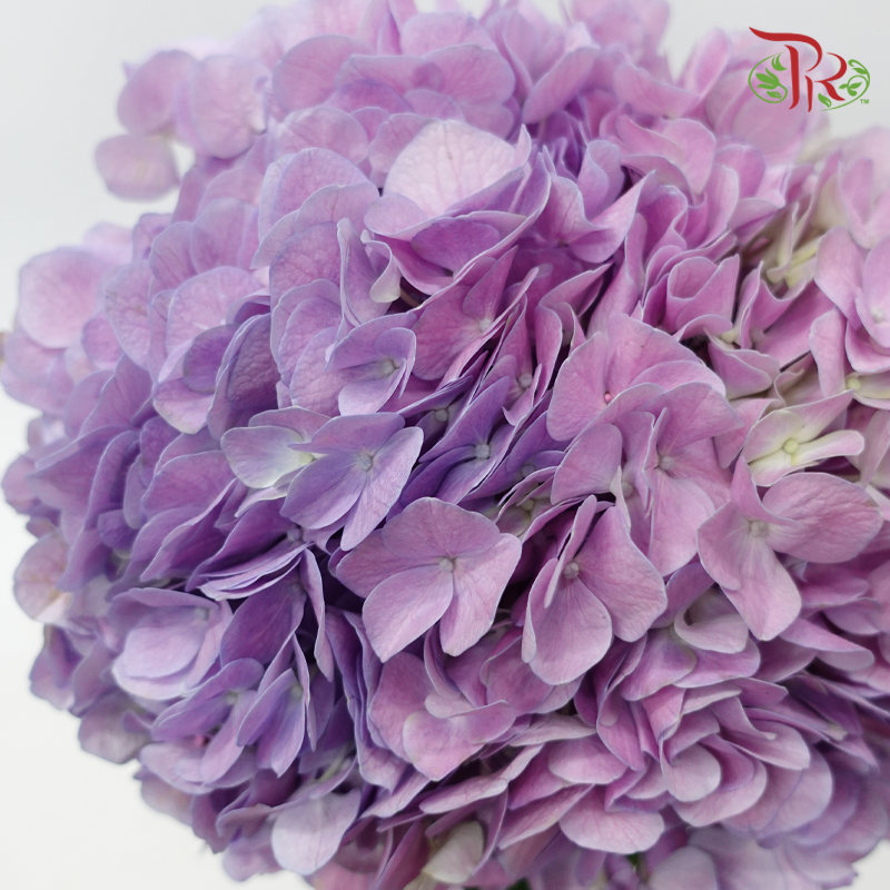 Hydrangea 《绣球花》