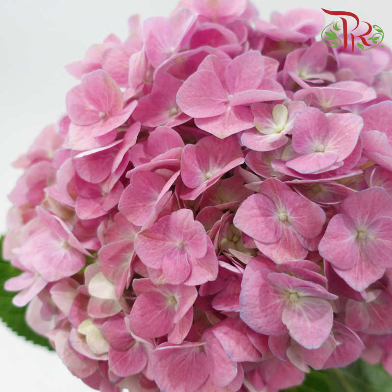 Hydrangea 《绣球花》- Capitulum Measurement 14-16cm