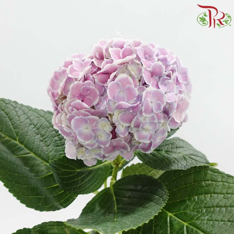 Hydrangea 《绣球花》