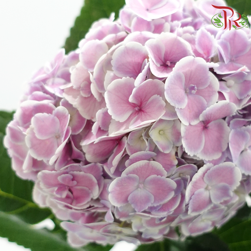 Hydrangea 《绣球花》