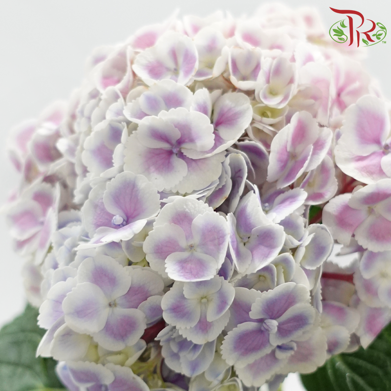 Hydrangea 《绣球花》