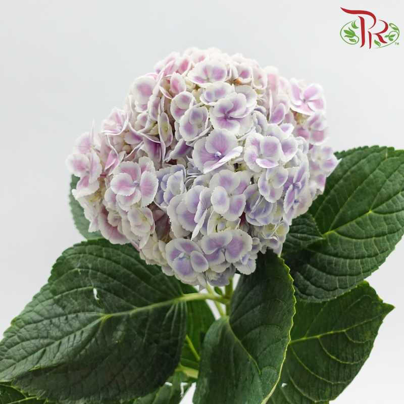 Hydrangea 《绣球花》