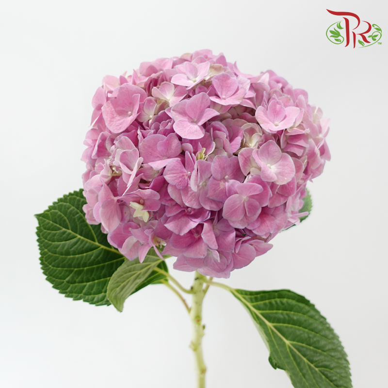 Hydrangea 《绣球花》