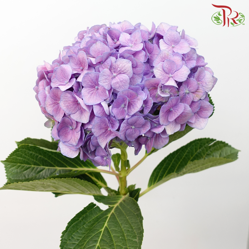 Hydrangea - Mauve Purple (Per Stem) - Pudu Ria Florist