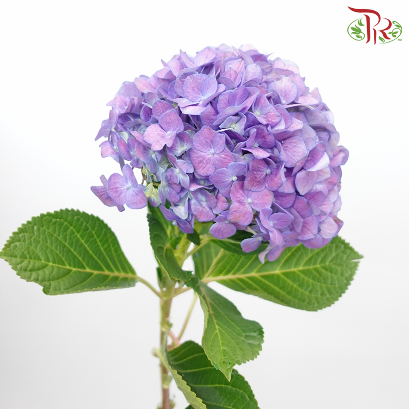 Hydrangea - Mauve Purple (Per Stem) - Pudu Ria Florist