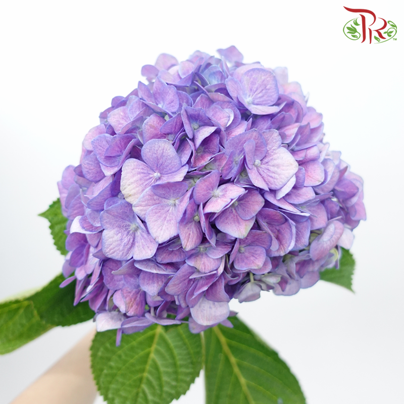 Hydrangea - Mauve Purple (Per Stem) - Pudu Ria Florist