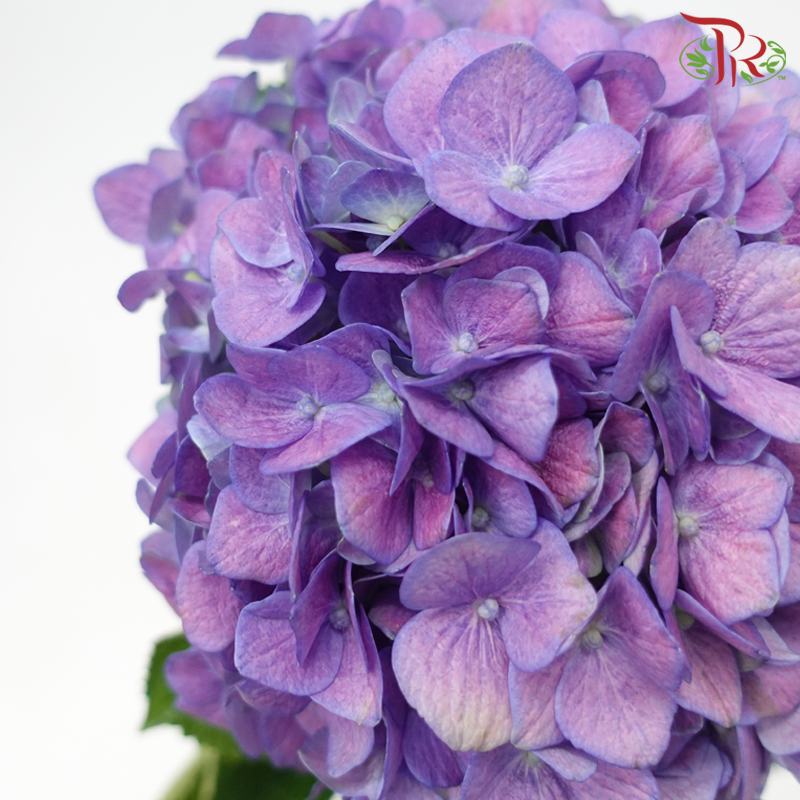 Hydrangea - Mauve Purple (Per Stem) - Pudu Ria Florist