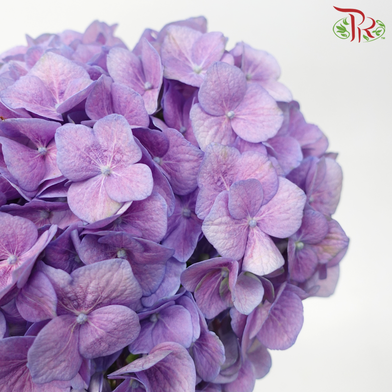 Hydrangea - Mauve Purple (Per Stem) - Pudu Ria Florist