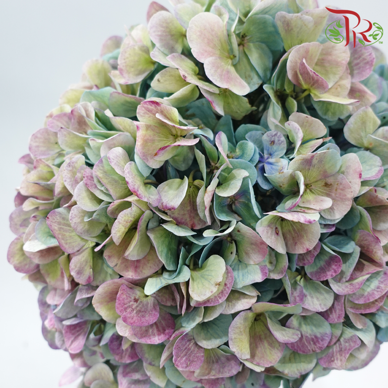 Hydrangea 《绣球花》