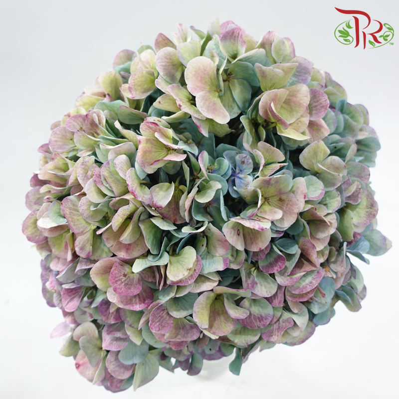 Hydrangea 《绣球花》