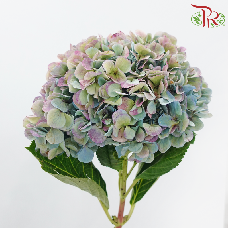 Hydrangea 《绣球花》