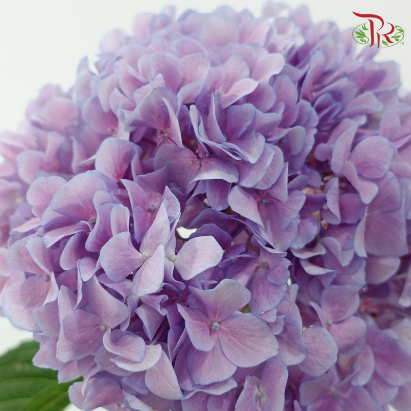 Hydrangea 《绣球花》