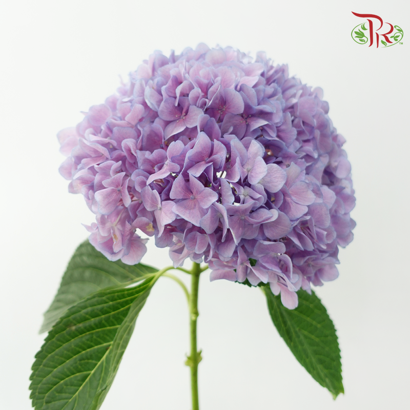 Hydrangea 《绣球花》