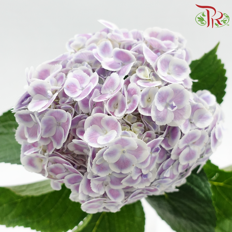Hydrangea 《绣球花》