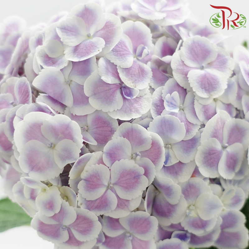 Hydrangea 《绣球花》