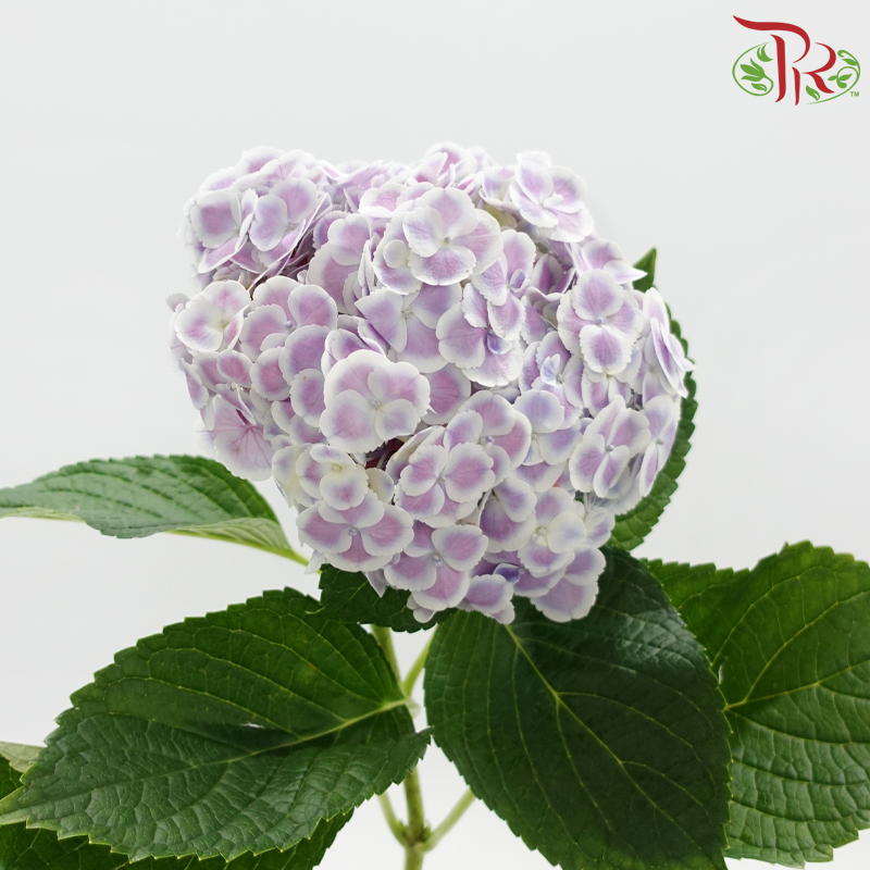 Hydrangea 《绣球花》
