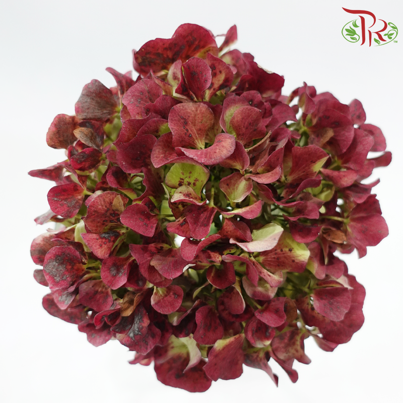 Hydrangea 《绣球花》