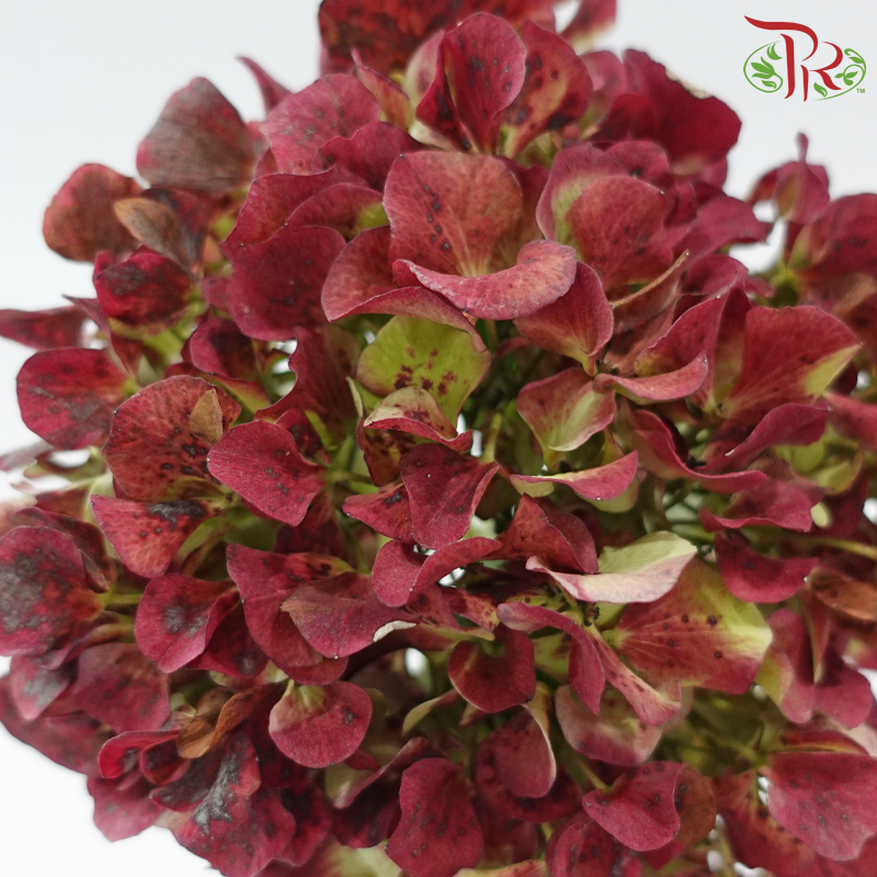 Hydrangea 《绣球花》