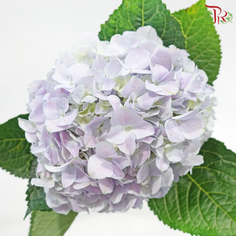Hydrangea 《绣球花》