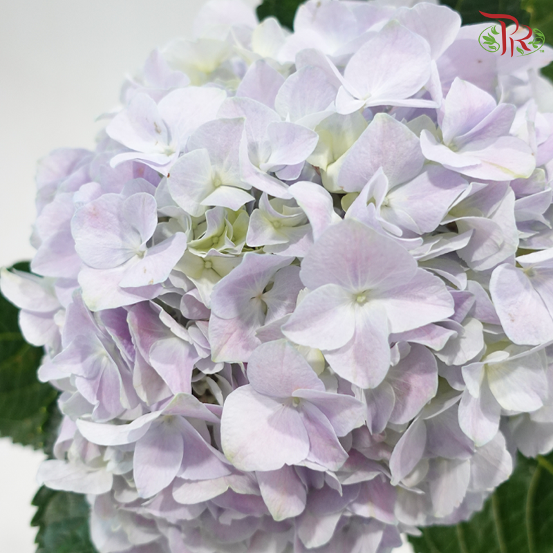 Hydrangea 《绣球花》