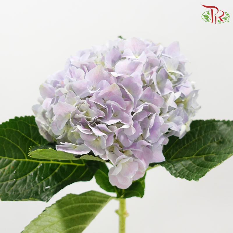Hydrangea 《绣球花》