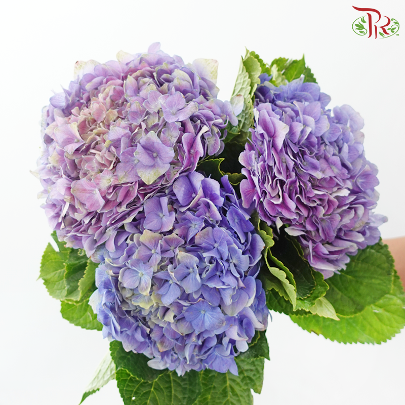 Hydrangea 《绣球花》- Capitulum Measurement 14-16cm