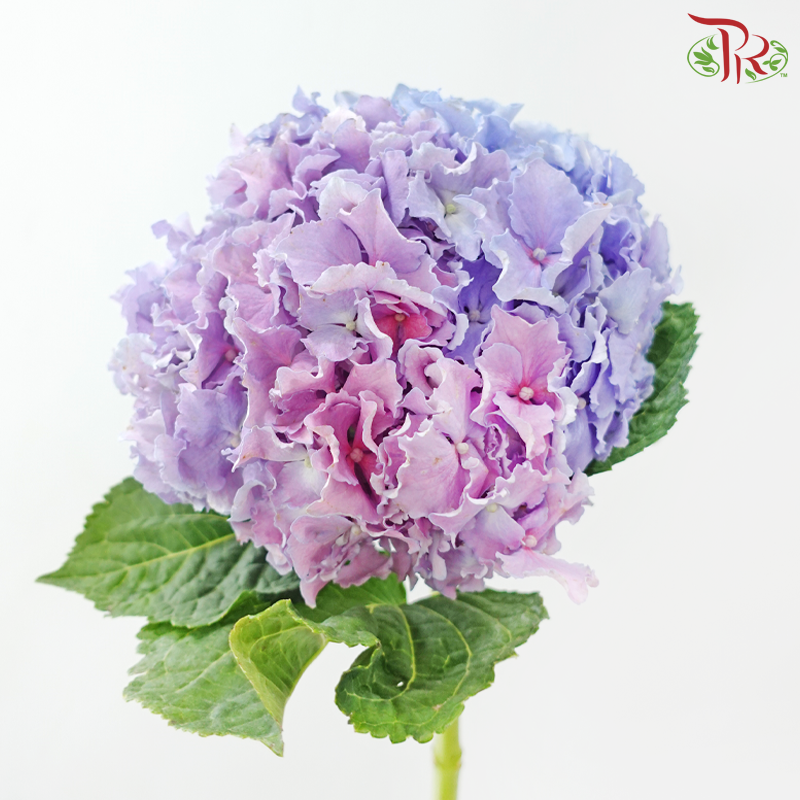Hydrangea 《绣球花》