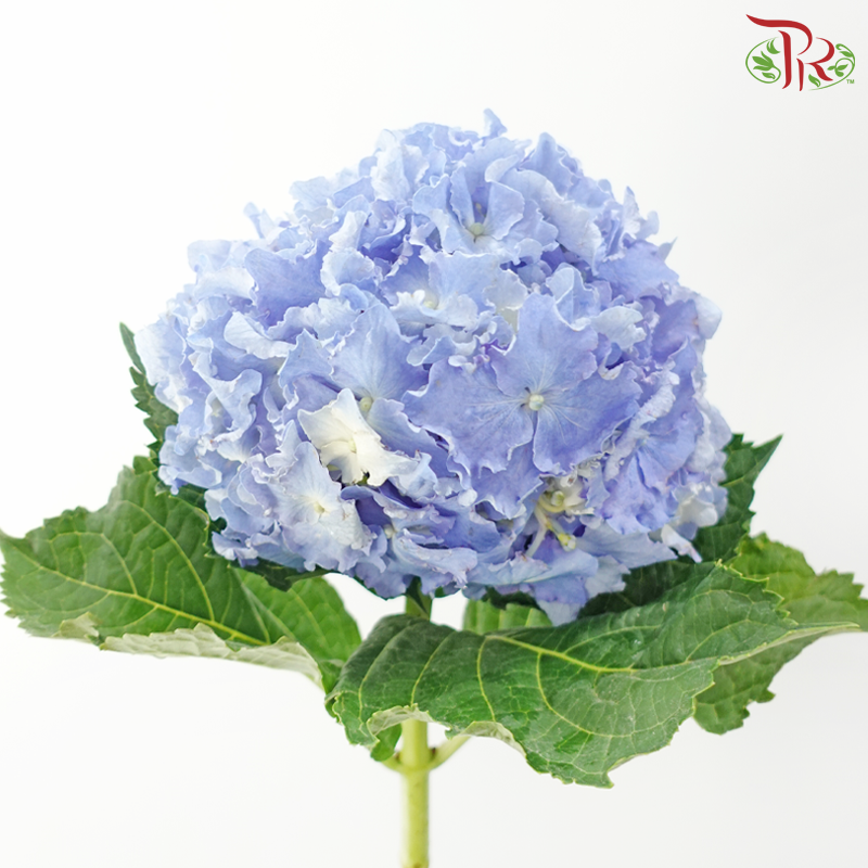Hydrangea 《绣球花》