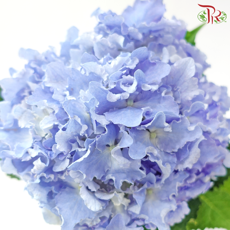 Hydrangea 《绣球花》