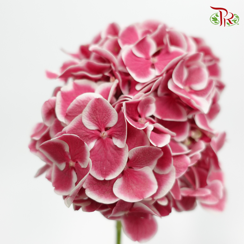 Hydrangea VIP Patina - (Per Stem) - Pudu Ria Florist